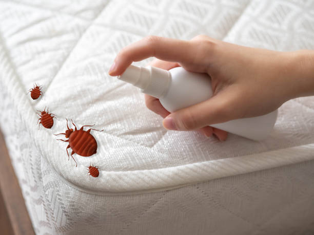 Emergency Pest Control in Collinsville, CT